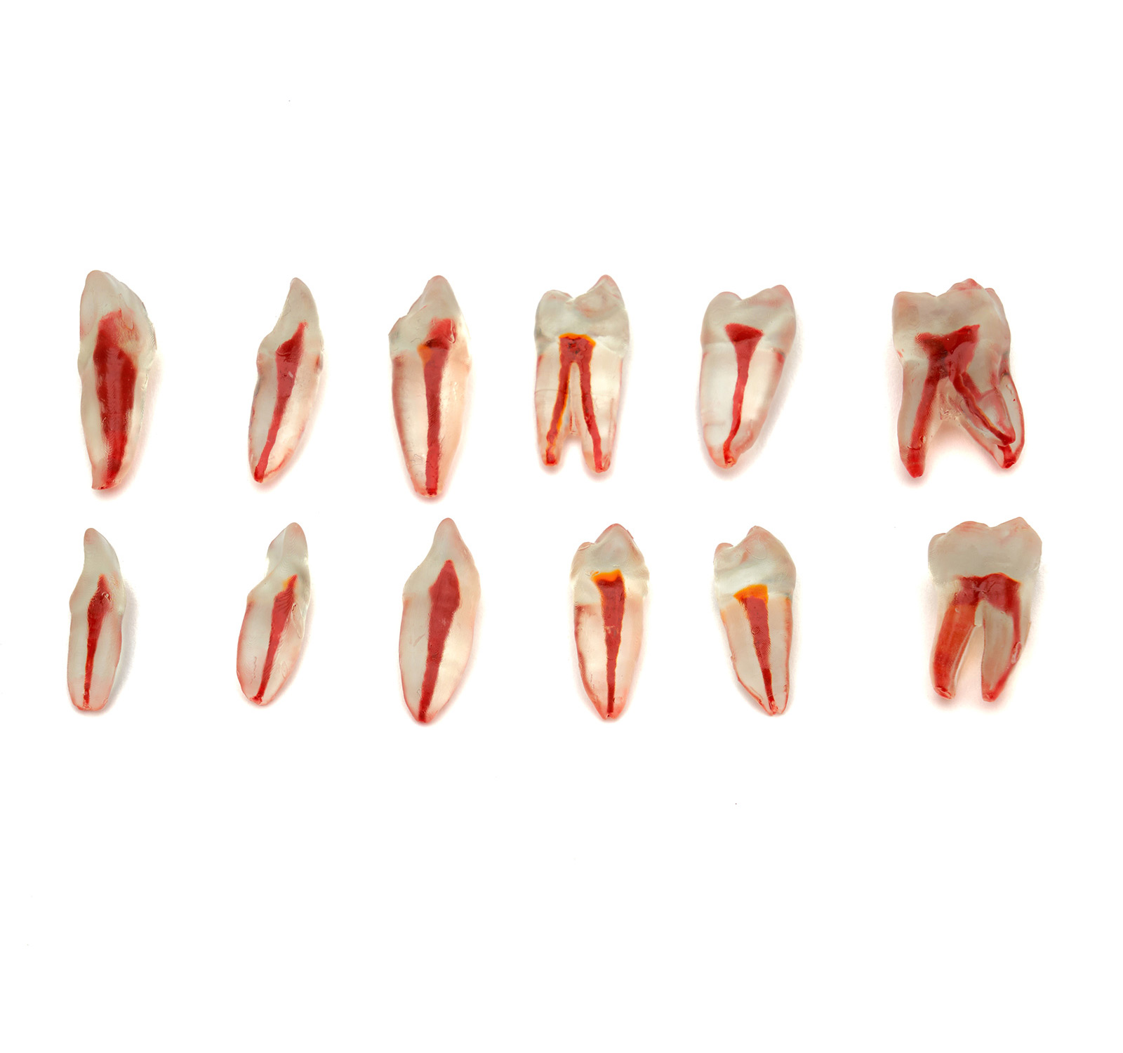ENDODONTIC TRANSPARENT ROOT CANAL TEETH