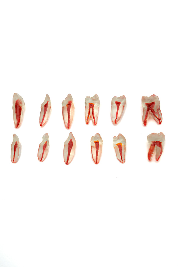 ENDODONTIC TRANSPARENT ROOT CANAL TEETH